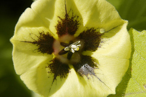 Physalis longifolia